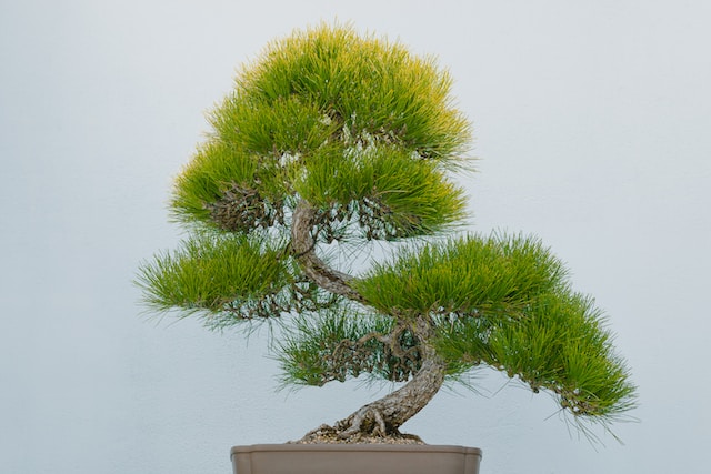 Simple guidance, like growing a bonsai