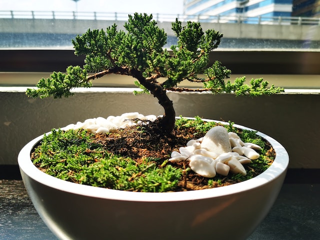 Simple, like bamboo growing